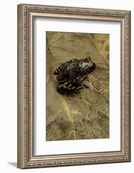 Phlyctimantis Boulengeri-Paul Starosta-Framed Photographic Print