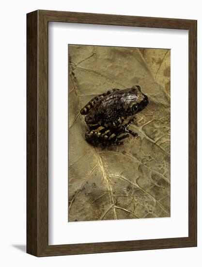 Phlyctimantis Boulengeri-Paul Starosta-Framed Photographic Print