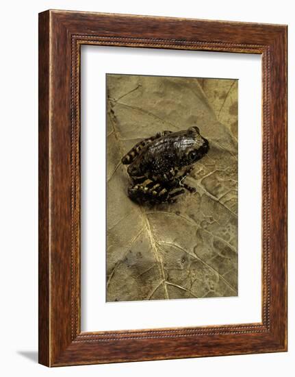 Phlyctimantis Boulengeri-Paul Starosta-Framed Photographic Print