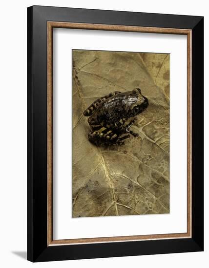 Phlyctimantis Boulengeri-Paul Starosta-Framed Photographic Print