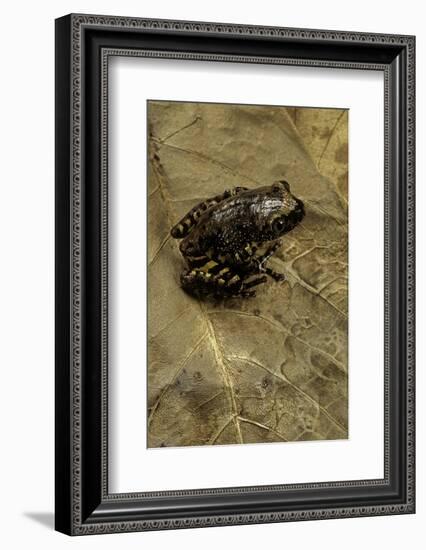 Phlyctimantis Boulengeri-Paul Starosta-Framed Photographic Print