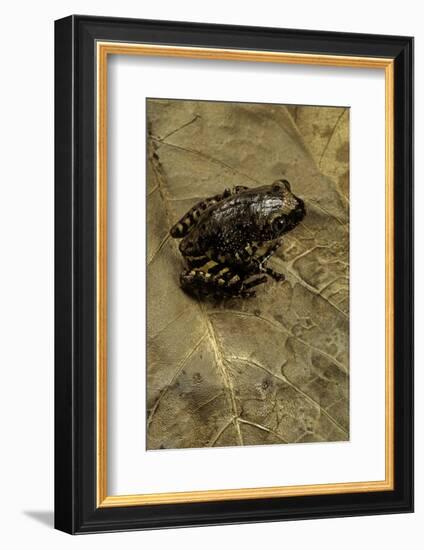 Phlyctimantis Boulengeri-Paul Starosta-Framed Photographic Print