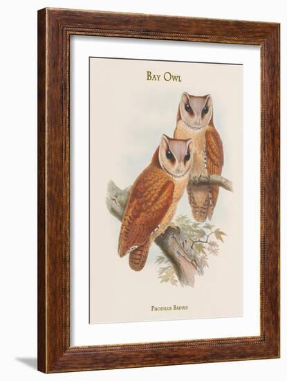 Phodilus Badius - Bay Owl-John Gould-Framed Art Print
