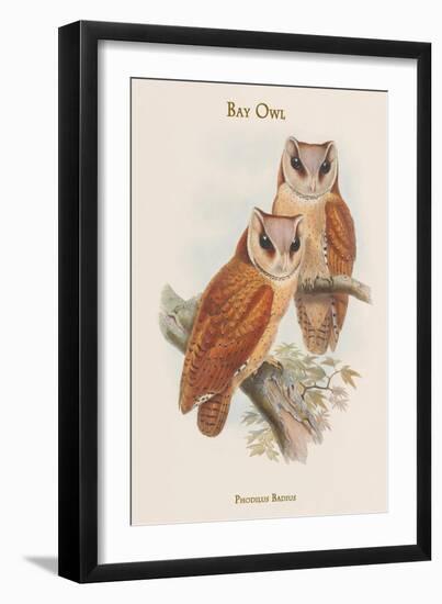 Phodilus Badius - Bay Owl-John Gould-Framed Art Print
