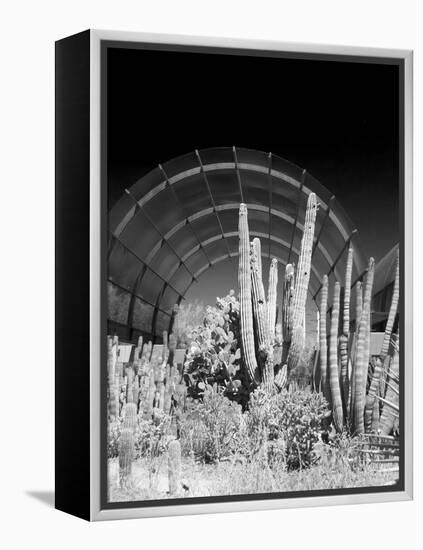 Phoenix Botanical Gardens, Arizona,USA-Anna Miller-Framed Premier Image Canvas
