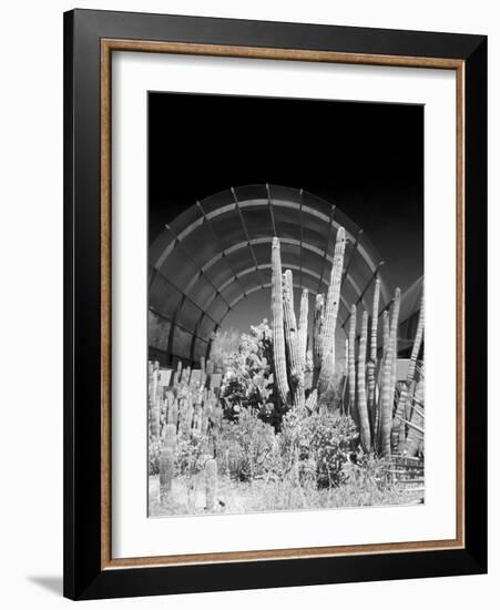 Phoenix Botanical Gardens, Arizona,USA-Anna Miller-Framed Photographic Print