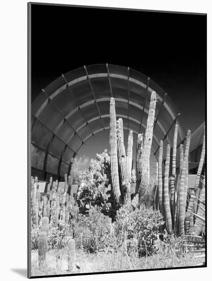 Phoenix Botanical Gardens, Arizona,USA-Anna Miller-Mounted Photographic Print