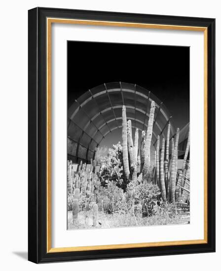 Phoenix Botanical Gardens, Arizona,USA-Anna Miller-Framed Photographic Print