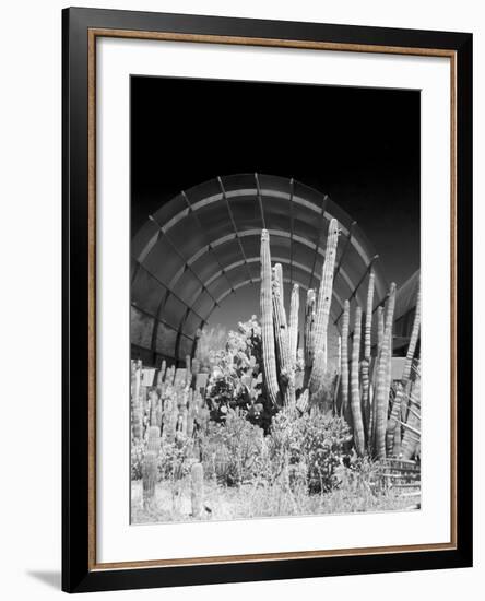 Phoenix Botanical Gardens, Arizona,USA-Anna Miller-Framed Photographic Print