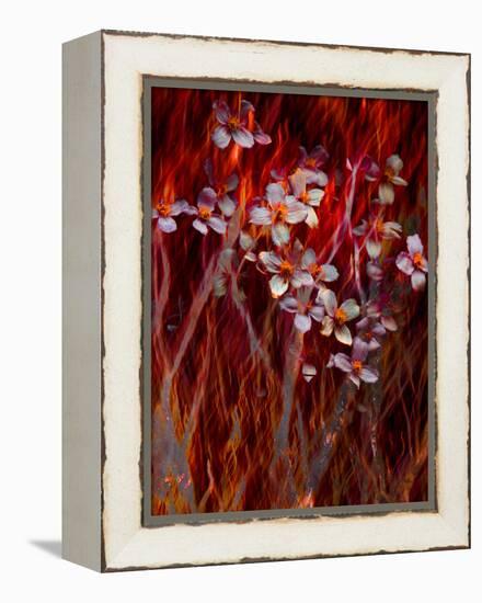 Phoenix Flower-Doug Chinnery-Framed Premier Image Canvas