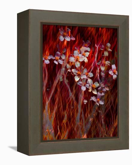 Phoenix Flower-Doug Chinnery-Framed Premier Image Canvas