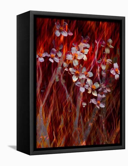 Phoenix Flower-Doug Chinnery-Framed Premier Image Canvas