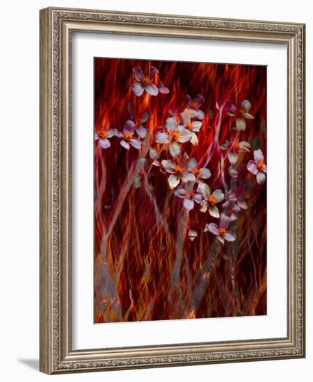 Phoenix Flower-Doug Chinnery-Framed Photographic Print