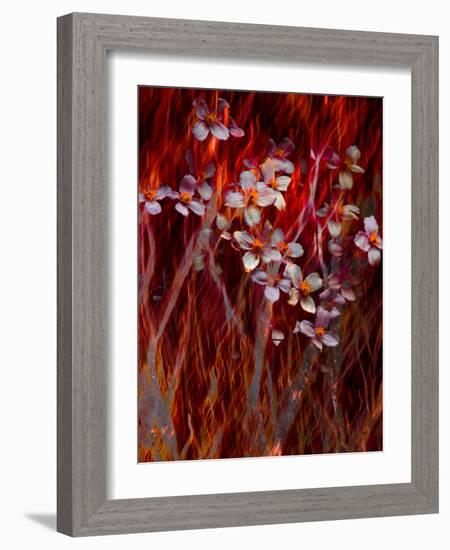 Phoenix Flower-Doug Chinnery-Framed Photographic Print