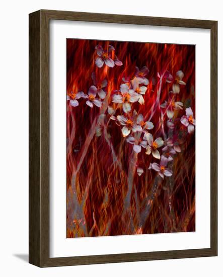 Phoenix Flower-Doug Chinnery-Framed Photographic Print