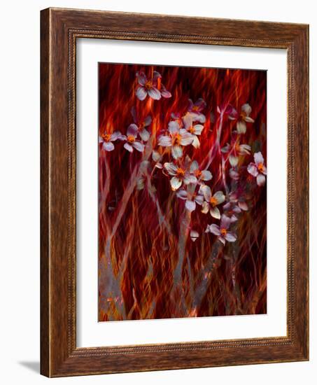 Phoenix Flower-Doug Chinnery-Framed Photographic Print