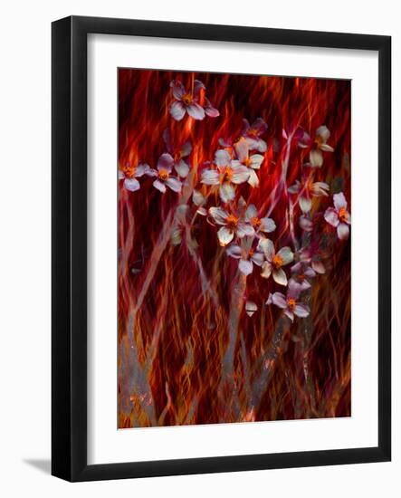 Phoenix Flower-Doug Chinnery-Framed Photographic Print