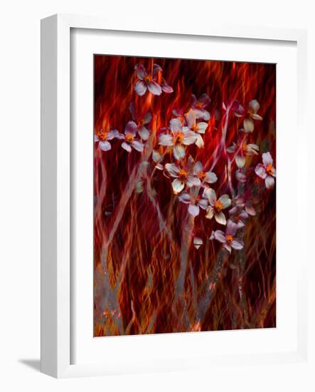 Phoenix Flower-Doug Chinnery-Framed Photographic Print