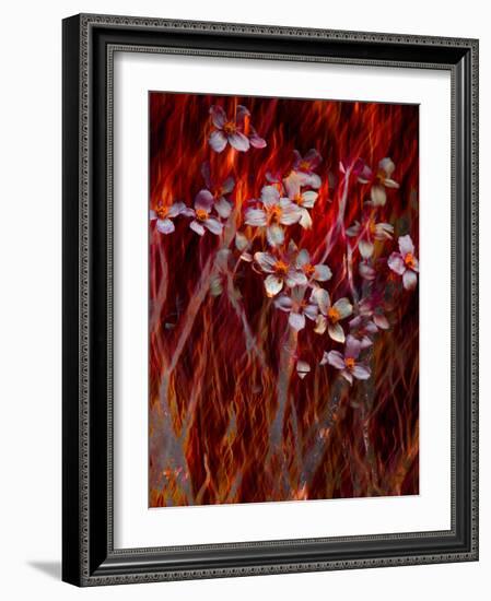 Phoenix Flower-Doug Chinnery-Framed Photographic Print