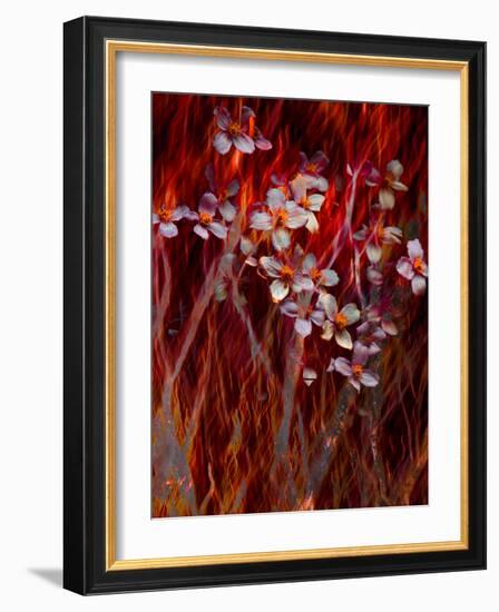 Phoenix Flower-Doug Chinnery-Framed Photographic Print