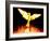 Phoenix-Christian Darkin-Framed Photographic Print