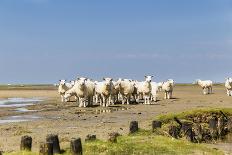 Flock of Sheep on the Dyke-Photo-Active-Framed Premier Image Canvas