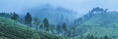 Tea plantations in mist, Munnar, Western Ghats Mountains, Kerala, India, Asia-Photo Escapes-Photographic Print