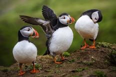 Puffins at the Wick, Skomer Island, Pembrokeshire Coast National Park, Wales-Photo Escapes-Laminated Photographic Print