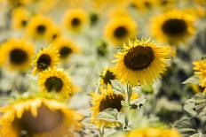 Sunflowers in a field near Rome, Lazio, Italy-Photo Escapes-Photographic Print