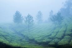 Tea plantations in mist, Munnar, Western Ghats Mountains, Kerala, India, Asia-Photo Escapes-Photographic Print