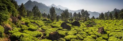 Tea plantations in mist, Munnar, Western Ghats Mountains, Kerala, India, Asia-Photo Escapes-Photographic Print