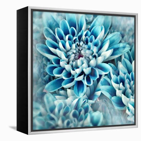 Photo Illustration of Abstract Flower Petals in Blue-Annmarie Young-Framed Stretched Canvas