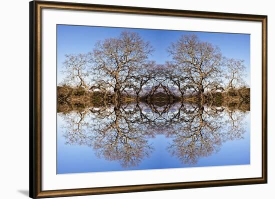 Photo Illustration of Oak Trees Reflecting Off Mountain Lake-James White-Framed Photographic Print