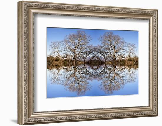 Photo Illustration of Oak Trees Reflecting Off Mountain Lake-James White-Framed Photographic Print