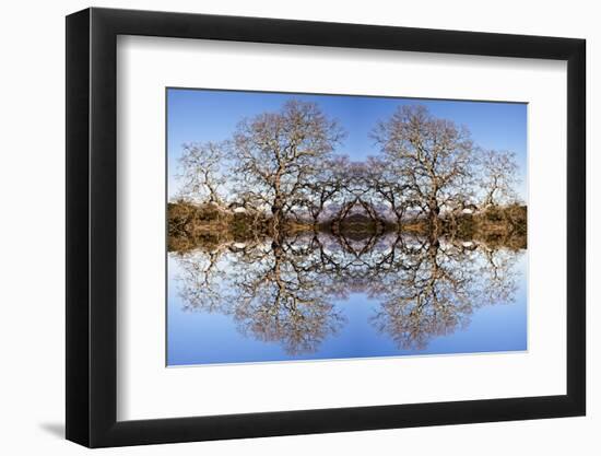 Photo Illustration of Oak Trees Reflecting Off Mountain Lake-James White-Framed Photographic Print