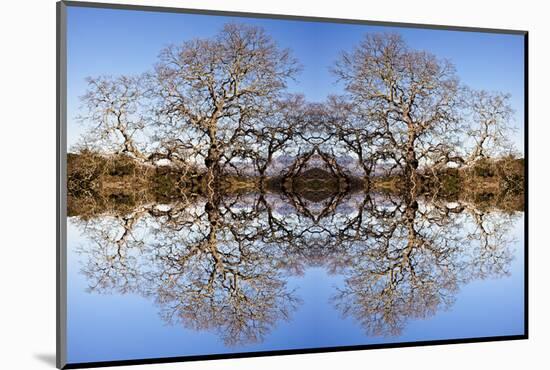 Photo Illustration of Oak Trees Reflecting Off Mountain Lake-James White-Mounted Photographic Print