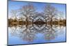 Photo Illustration of Oak Trees Reflecting Off Mountain Lake-James White-Mounted Photographic Print