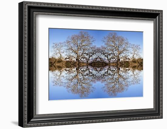 Photo Illustration of Oak Trees Reflecting Off Mountain Lake-James White-Framed Photographic Print