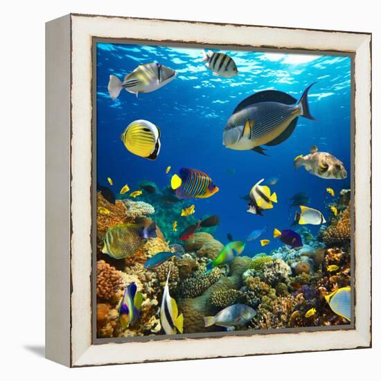 Photo of a Tropical Fish on a Coral Reef-Irochka-Framed Premier Image Canvas