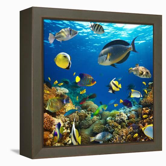 Photo of a Tropical Fish on a Coral Reef-Irochka-Framed Premier Image Canvas