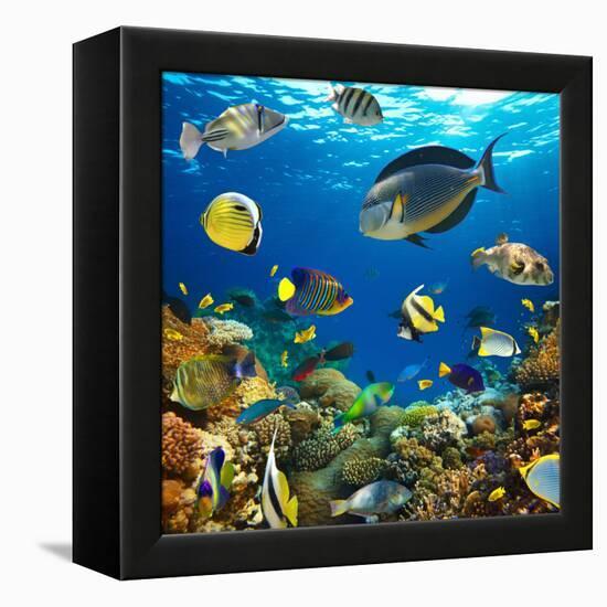 Photo of a Tropical Fish on a Coral Reef-Irochka-Framed Premier Image Canvas