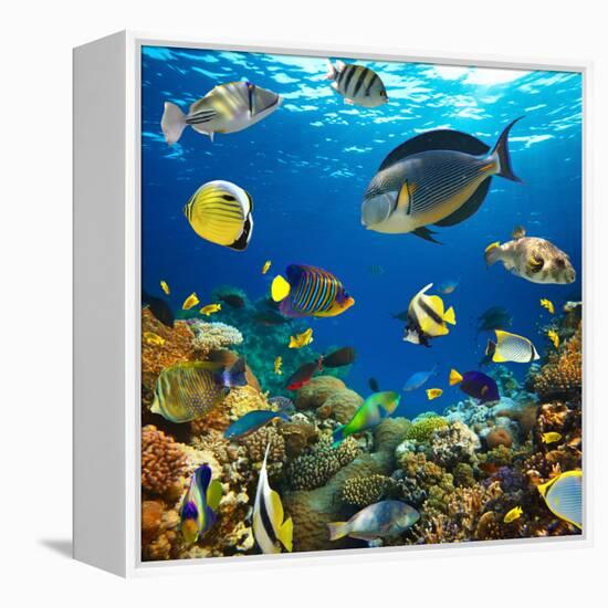 Photo of a Tropical Fish on a Coral Reef-Irochka-Framed Premier Image Canvas