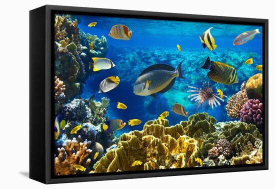 Photo of a Tropical Fish on a Coral Reef-Irochka-Framed Premier Image Canvas