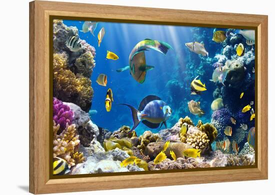 Photo of a Tropical Fish on a Coral Reef-Irochka-Framed Premier Image Canvas