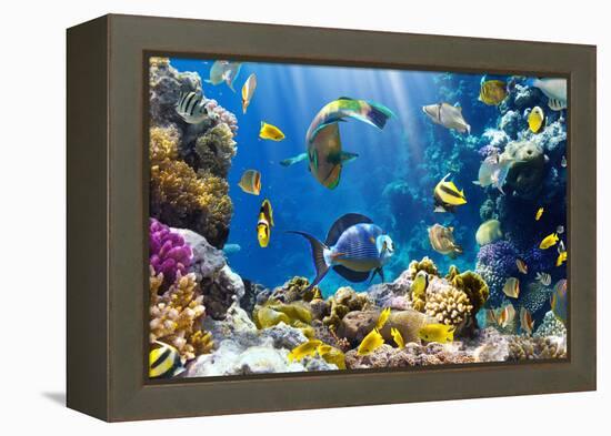 Photo of a Tropical Fish on a Coral Reef-Irochka-Framed Premier Image Canvas