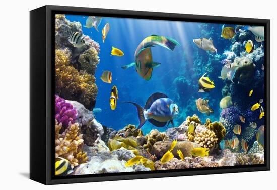 Photo of a Tropical Fish on a Coral Reef-Irochka-Framed Premier Image Canvas