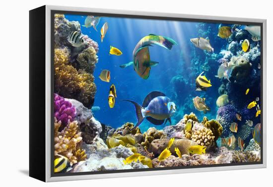 Photo of a Tropical Fish on a Coral Reef-Irochka-Framed Premier Image Canvas