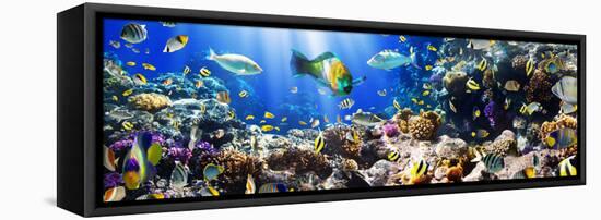 Photo of a Tropical Fish on a Coral Reef-Irochka-Framed Premier Image Canvas