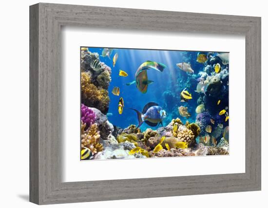 Photo of a Tropical Fish on a Coral Reef-Irochka-Framed Photographic Print