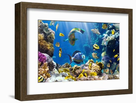Photo of a Tropical Fish on a Coral Reef-Irochka-Framed Photographic Print